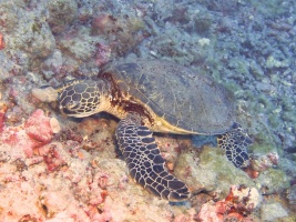 16 Green Sea Turtle IMG 2285